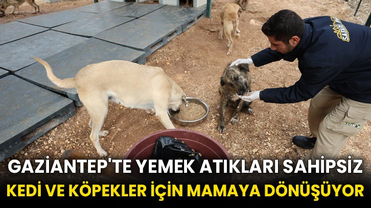 Gaziantep'te yemek atıkları sahipsiz kedi ve köpekler için mamaya dönüşüyor