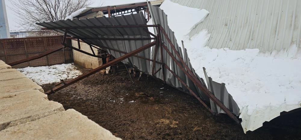 Gaziantep'te yoğun kar yağışı sonrası ahırın &ccedil;atısı &ccedil;&ouml;kt&uuml;