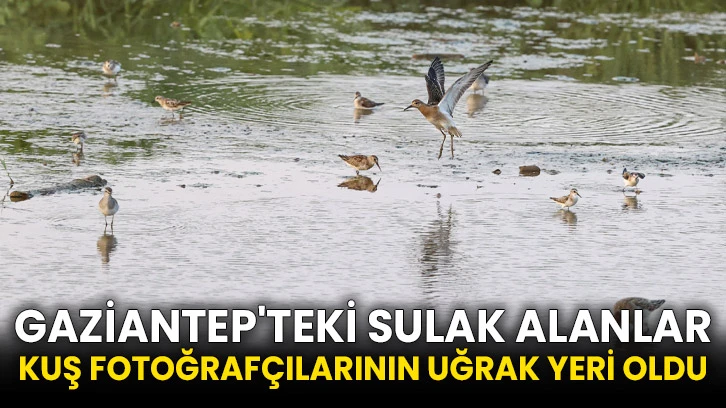 Gaziantep'teki sulak alanlar kuş fotoğrafçılarının uğrak yeri oldu