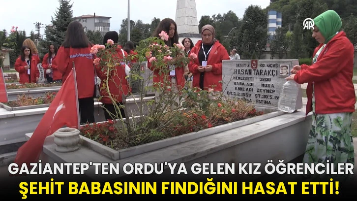  Gaziantep'ten Ordu'ya gelen kız öğrenciler şehit babasının fındığını hasat etti!