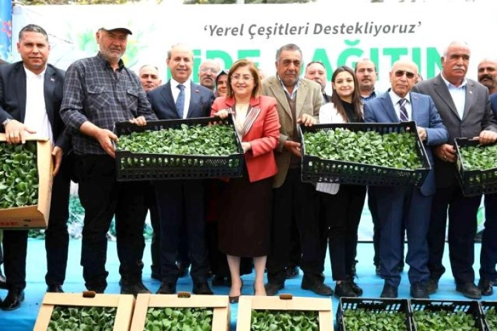 Gaziantep’te tarımsal üretime 2 milyon fide desteği