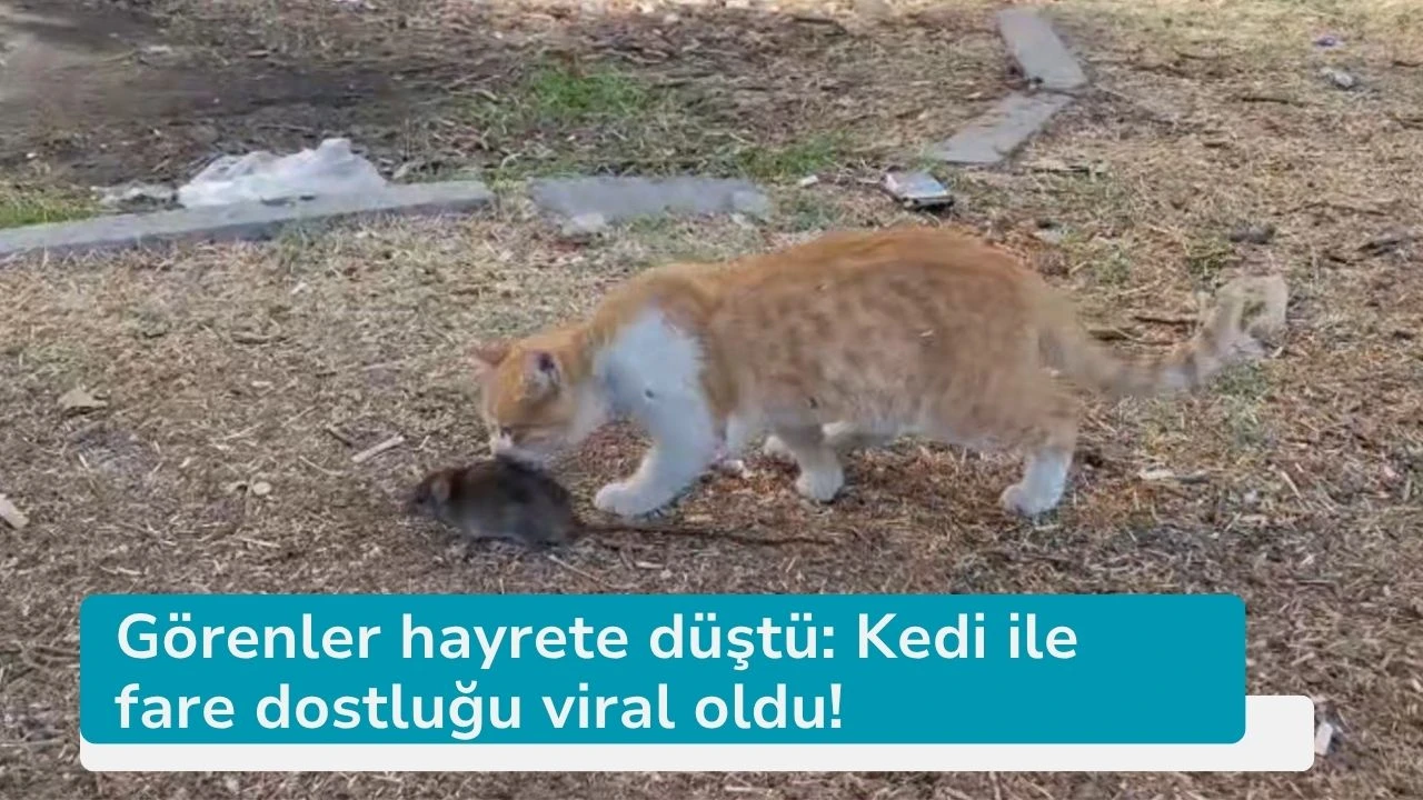 Görenler hayrete düştü: Kedi ile fare dostluğu viral oldu!