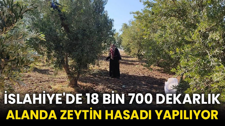 İslahiye'de 18 bin 700 dekarlık alanda zeytin hasadı yapılıyor