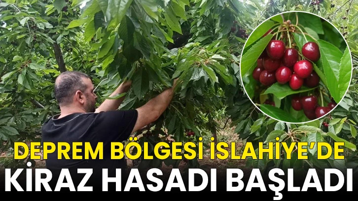 İslahiye’de kiraz hasadı başladı
