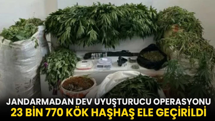 Jandarmadan dev Uyuşturucu operasyonu: 23 bin 770 kök haşhaş ele geçirildi