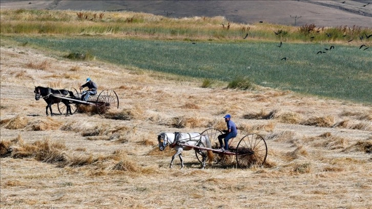 Kars'ta çiftçiler bunaltıcı sıcakta arpa hasat ediyor
