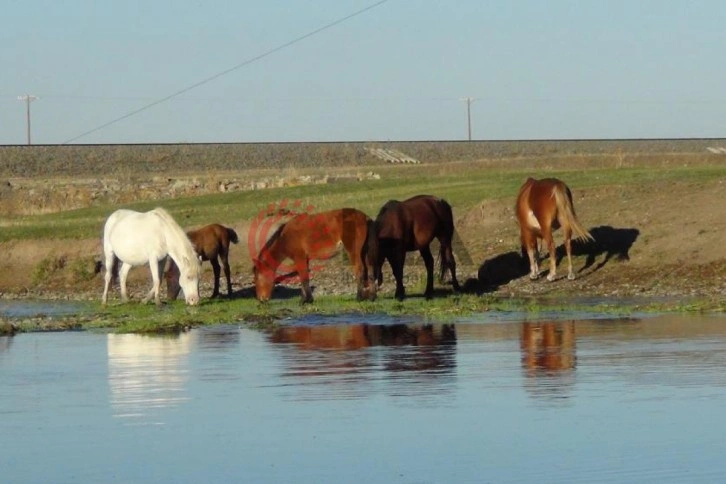 Kars&rsquo;ta yılkı atları doğal ortamında g&ouml;r&uuml;nt&uuml;lendi