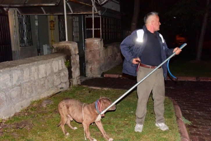 Kayseri'de pitbull evcil köpekleri parçalayacaktı