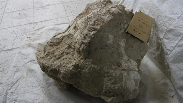 Kayseri'deki fosil kazılarında bütün halinde gergedan kafatası bulundu