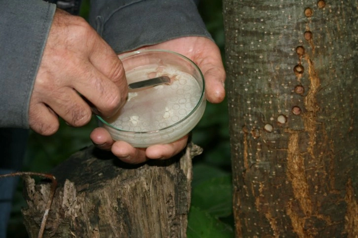 Kestane ormanlarında kestane dal kanseriyle ilgili mücadele devam ediyor