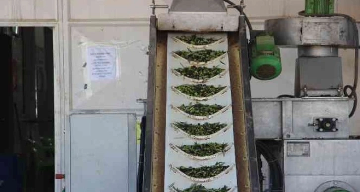 Kilis’te zeytinyağı fabrikaları tam kapasite çalışıyor