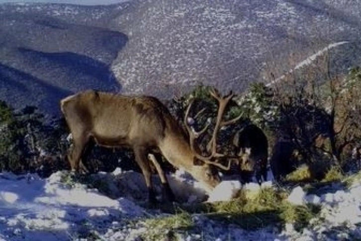 Kızıl geyiklerin muhteşem görüntüsü belgeseli aratmadı