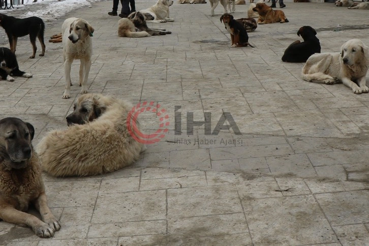 Konya’daki hayvana eziyet olayı ile ilgili soruşturma başlatıldı