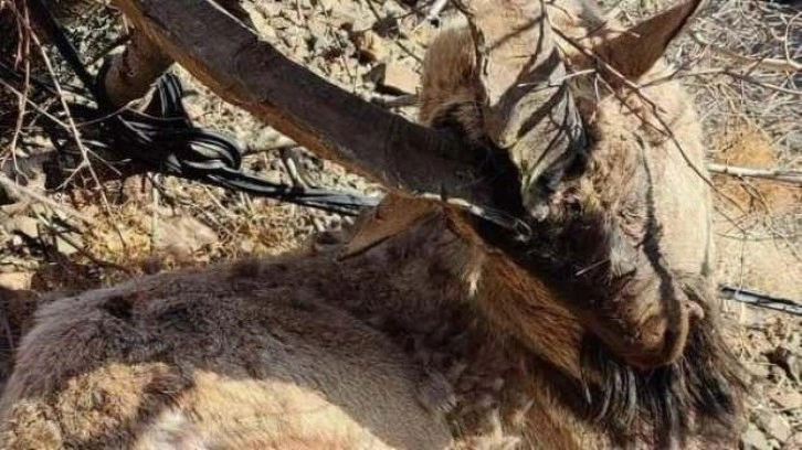Koruma altındaki yaban keçisini öldüren kaçak avcılar aranıyor