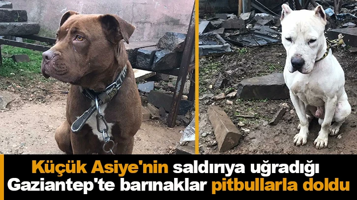 Küçük Asiye'nin saldırıya uğradığı Gaziantep'te barınaklar pitbullarla doldu