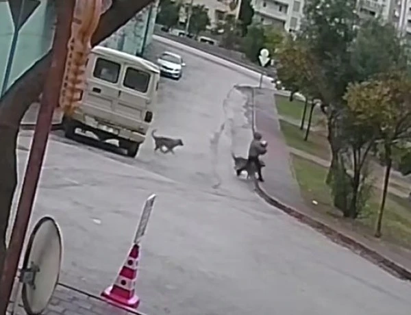 Kurt K&ouml;peklerinin Hedefindeki Kadın ve K&ouml;peği Canını Zor Kurtardı