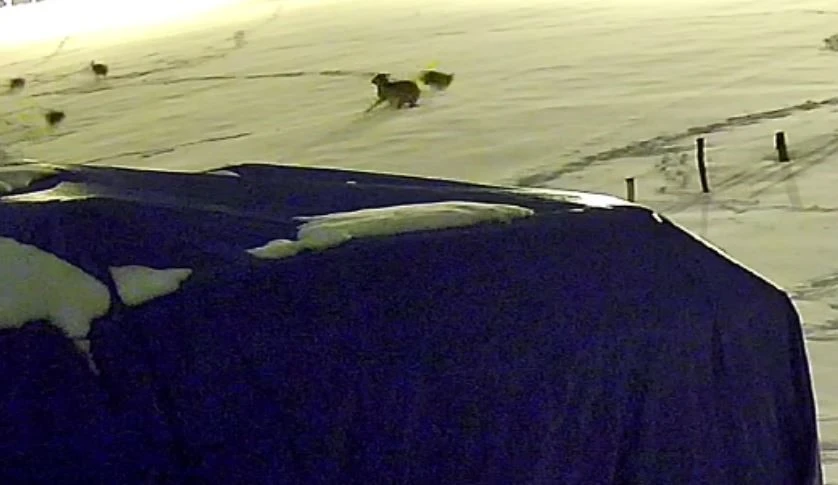 Kurtlarla d&ouml;v&uuml;şen k&ouml;pekten geriye postu kaldı