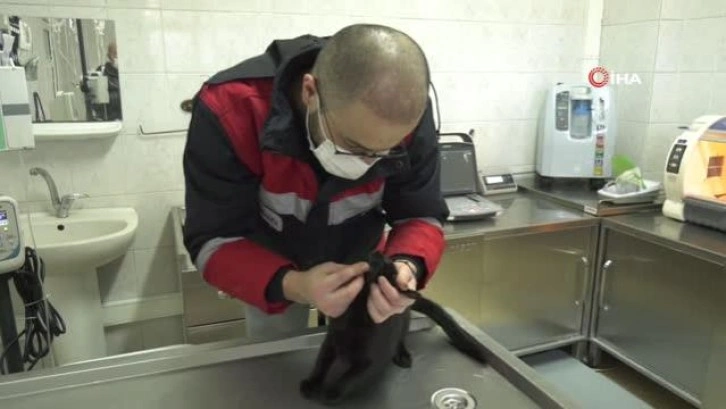 Kurtuluş Sokak Hayvanları Sağlık Merkezi'nin tedavi cihazları yenilendi