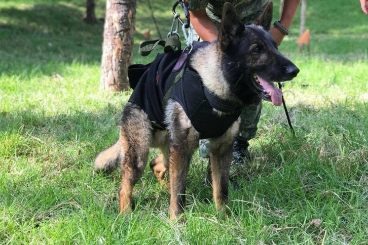 Meksikalı arama-kurtarma köpeği Proteo, yaşlılık nedeniyle hayatını kaybetmiş