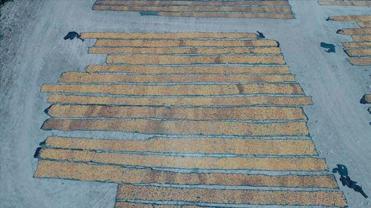 Mevsimlik tarım işçilerinin kayısı mesaisi başladı