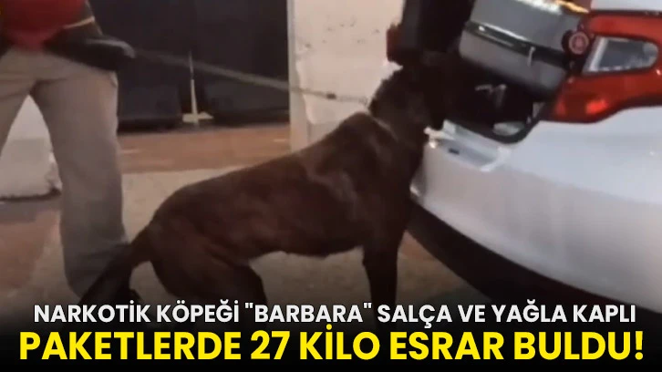  Narkotik köpeği "Barbara" salça ve yağla kaplı paketlerde 27 kilo esrar buldu!