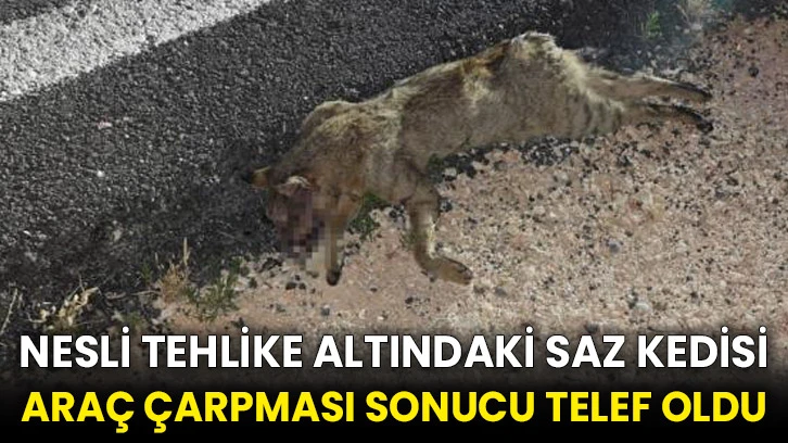 Nesli tehlike altındaki saz kedisi araç çarpması sonucu telef oldu