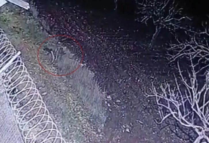 Nesli tükenme tehlikesinde olan çizgili sırtlan, Gaziantep’te kameraya yakalandı