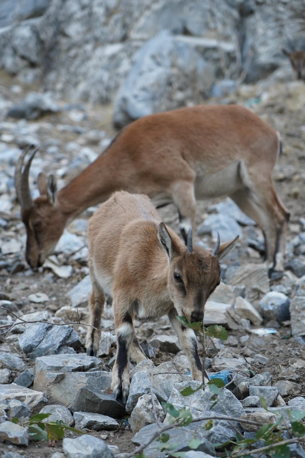 Pozantı'da yaban keçileri görüntülendi
