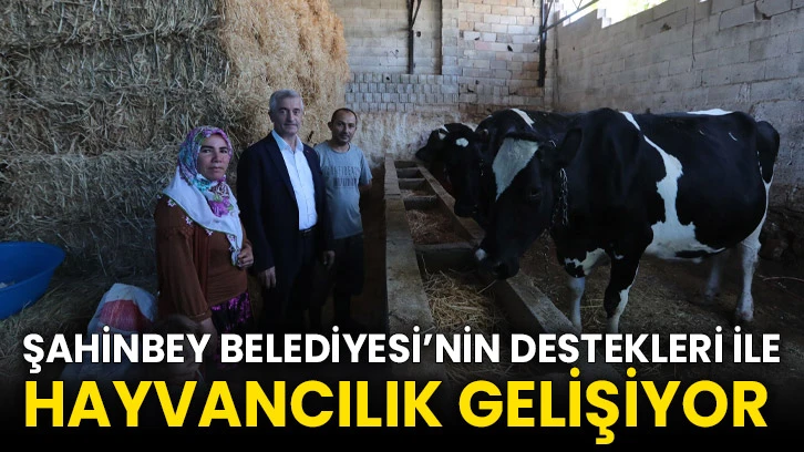 Şahinbey Belediyesi’nin Destekleri İle Hayvancılık Gelişiyor 