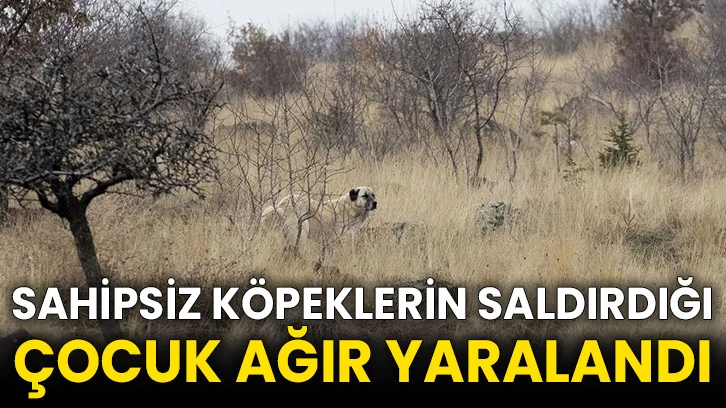Sahipsiz köpeklerin saldırdığı çocuk ağır yaralandı