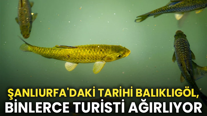 Şanlıurfa'daki tarihi Balıklıgöl, binlerce turisti ağırlıyor