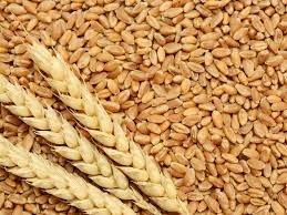 Sert Buğdayın Kilogram Fiyatı 