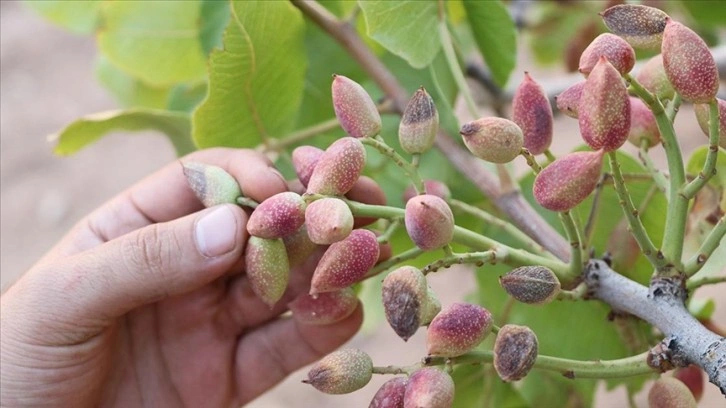 Siirt fıstığında "var yılı"na rağmen kuraklık nedeniyle "yok yılı" yaşanıyor