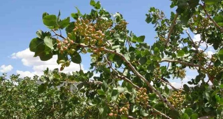 Siirt’ten ülke ekonomisine 10 milyar TL katkı