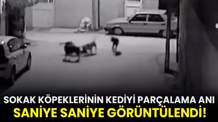 Sokak k&ouml;peklerinin kediyi par&ccedil;alama anı saniye saniye g&ouml;r&uuml;nt&uuml;lendi!