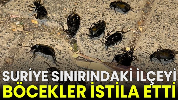 Suriye sınırındaki ilçeyi böcekler istila etti