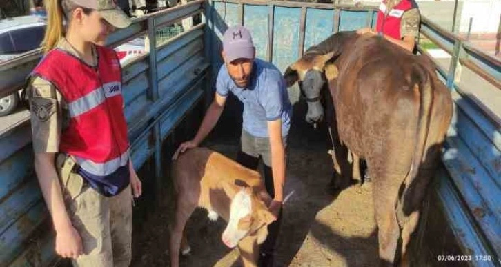 Tek ineğiydi çalındı, jandarma buldu