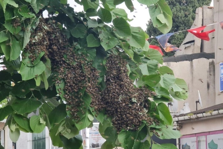 Tekirdağ bir sokakta arı istilası: Vatandaş kaçacak yer aradı