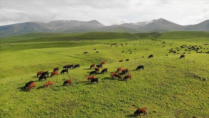 Türk yatırımcıların Zengilan'daki örnek projesi: Dost Agropark