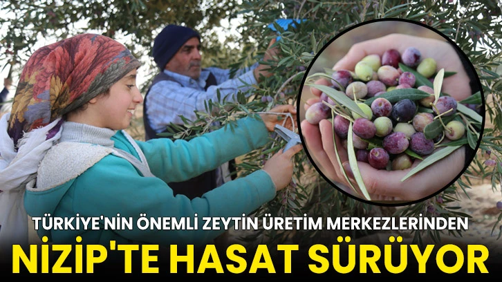 Türkiye'nin önemli zeytin merkezlerinden Nizip'te hasat sürüyor