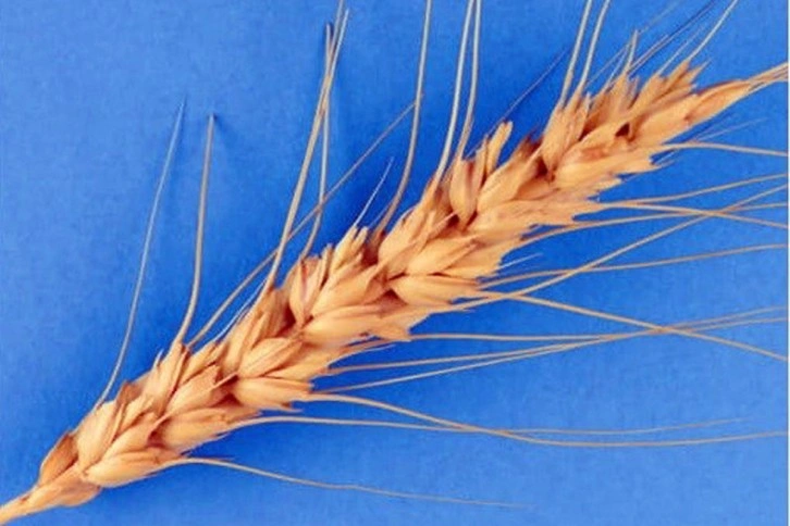 Türkiye'den Afganistan'a 100 ton buğday tohumu