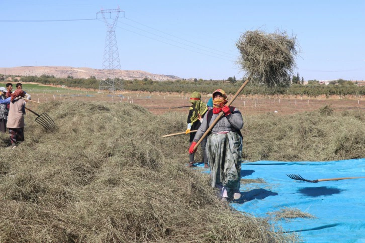 Türkiye’nin nane deposu Nizip'te hasat sürüyor