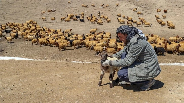 Van'da yöreye has Norduz koyunlarının sayısı 'saf ırk' kuzularla artırılıyor