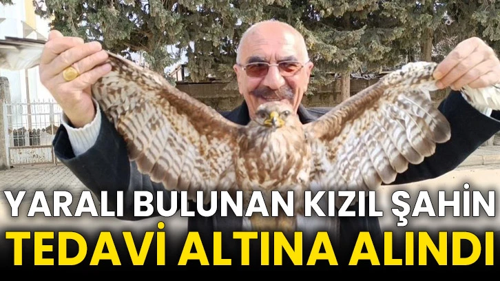 Yaralı bulunan kızıl şahin tedavi altına alındı