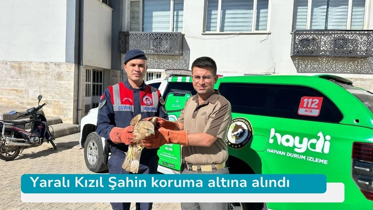 Yaralı Kızıl Şahin koruma altına alındı
