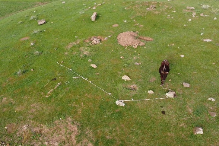 Yaylada mahsur kalan ineği, dron çekimi yapan iki arkadaş kurtardı