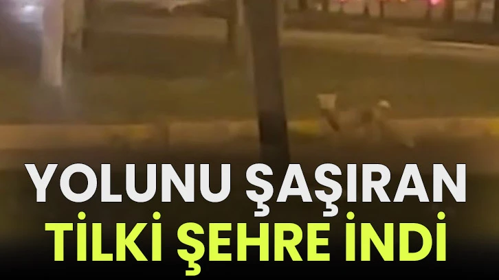 Yolunu şaşıran tilki, şehre indi