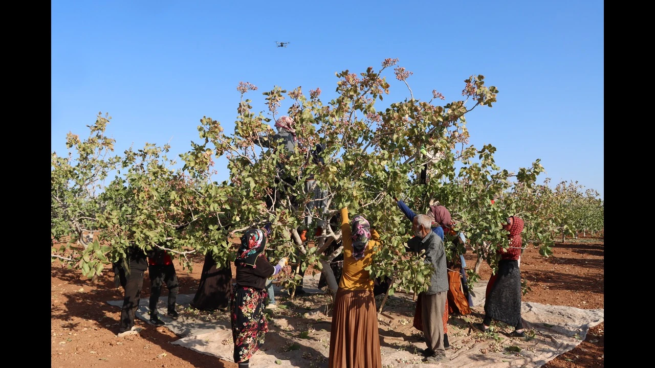 Zirai don, kuraklık ve yok yılı Antep fıstığı rekoltesini düşürdü