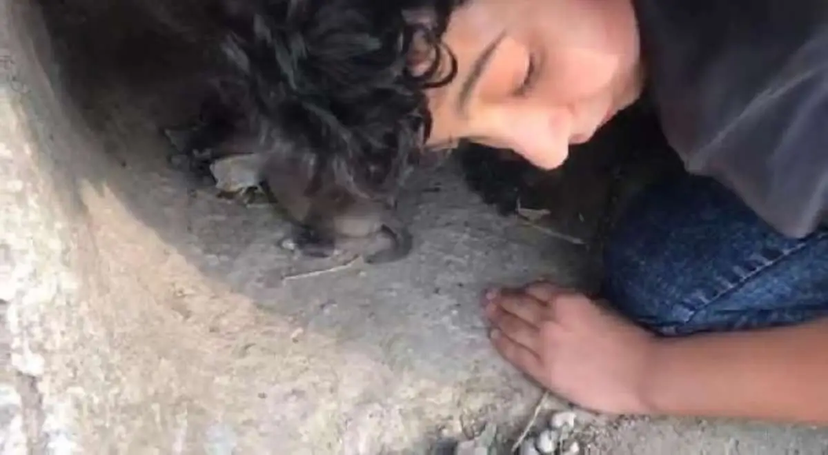 11 yaşındaki Bünyemin, sürünerek girdiği kayanın altındaki yavru köpekleri kurtardı