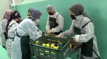 18 kadın, ürettikten sonra dondurarak sattıkları meyvelerden 3 milyon lira kazandı